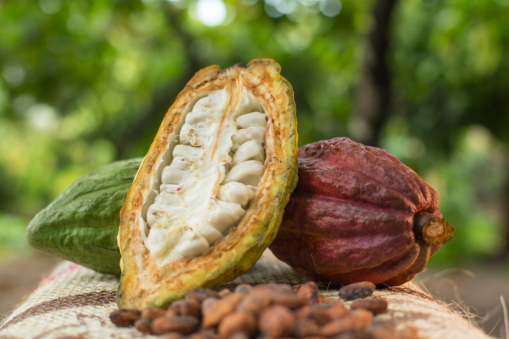 Cacao región capital