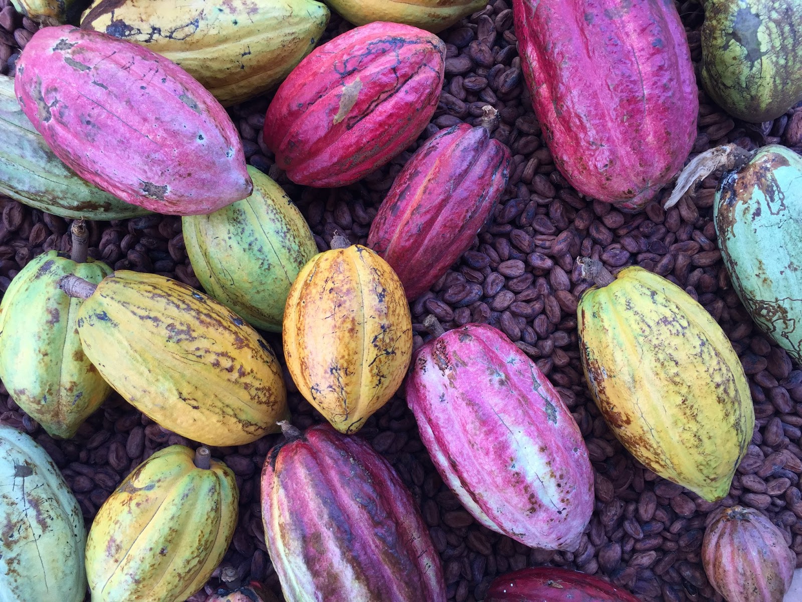 Cacao Carabobo Bahia de Patanemos